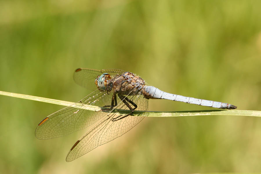 Orthetrum coerulescens e O. brunneum
